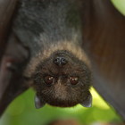 Pipistrelli sotto accusa: il virus muta lentamente