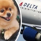Cane chiuso nella stiva muore durante il volo: bufera sulla Delta Air Lines