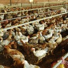 Allevamenti di galline ovaiole: sanzioni e sospensione dell'attività per mancanza dei requisiti igienico-strutturali