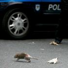 New York, i topi all'assalto delle auto parcheggiate per l'emergenza Covid