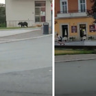 L'Aquila, orso corre in mezzo ai passanti a Pescina: panico tra le strade della città