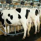 Cina, clonate super mucche: il caso