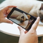 Come curare il gatto, arriva un'app che rileva il suo dolore: come funziona la tecnologia giapponese