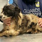 Ancona, Stella e Billy: i cagnolini salvati dall'Oipa