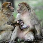 Vaccino anti-Covid, carenza di scimmie per la sperimentazione: la crisi dietro lo sviluppo del siero salva vita