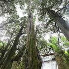 L'albero più alto della Terra si trova in Cina, è un cipresso gigante: ecco quanto è grande