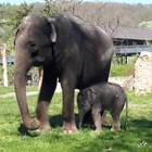 Allo zoo di Praga è nato un cucciolo di elefante
