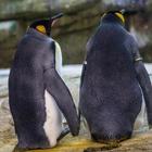 Coppia di pinguini gay adotta un uovo abbandonato allo zoo di Berlino