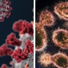 «Epidemia di coronavirus già 20.000 anni fa in Asia»: lo svela un team di scienziati americani e australiani