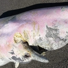 Cucciolo di capodoglio morto sulle coste siciliane: il terzo in pochi giorni, è allarme