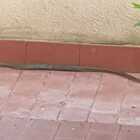 Roma, serpente nella terrazza di una casa a Monte Mario. L’esperto: «Attenti, settembre è il mese delle vipere»
