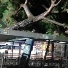 Roma, albero crolla sulla pensilina del bus: paura alla Stazione Termini