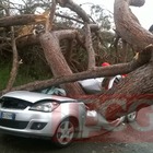 • Roma, albero cade su un'auto, due morti nella notte
