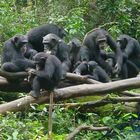 Coronavirus, 96 scimpanzé in lockdown da 4 mesi. «Ora sono a rischio estinzione»