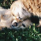 Animali, effetto post-Covid: boom di abbandoni di cani e gatti