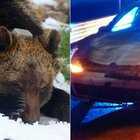 L'orso Juan Carrito è morto: investito e ucciso da un'auto. La ragazza alla guida: «È sbucato all'improvviso»