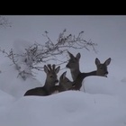 Caprioli sbucano dalla neve