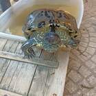 Da 28 anni in giardino, Uga la tartaruga è scomparsa. Ricompensa per chi la riporterà a casa