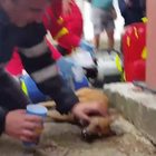 Massaggio cardiaco e bocca a bocca, pompiere eroe salva il cane intossicato nell'incendio