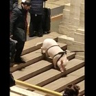 Un maiale al guinzaglio alla stazione Milano Centrale: «Non ci sono più i cagnolini di una volta»