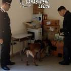 Droga nei bagni della scuola: blitz dei carabinieri nell'istituto tecnico Droga nei bagni della scuola: blitz dei carabinieri nell'istituto tecnico