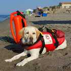 Mira, morto il cane eroe: salvò la vita a 8 bambini a Sperlonga