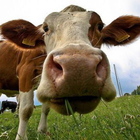 Si avvicina per accarezzare un vitellino: mucca la carica, donna ferita a cornate
