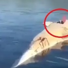 Turisti ballano sulla carcassa della balena, le folli immagini in un video