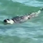 Cucciolo di foca preso a sassate dai bagnanti: le immagini choc fanno il giro del mondo