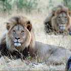 â¢ Il caso del leone Cecil decapitato da un dentista in Usa