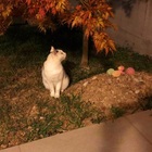 Gattina veglia da mesi sulla tomba della sua amica cagnolina morta: la tenera storia di Monday e Yukiko