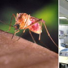 West Nile, il virus trasmesso dalle zanzare: ricoverato a Modena un uomo di 75 anni