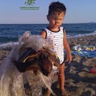 Bimbo salva una tartaruga ferita e intrappolata nella plastica: la foto del piccolo Gabriele emoziona il web