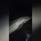 Salerno, delfino spiaggiato salvato dalla Guardia Costiera