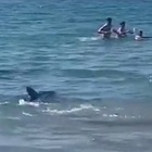 Mar Mediterraneo, squalo in acqua a riva scatena il panico tra i bagnanti: la paura ripresa in un video
