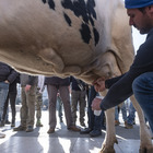 Agricoltori, la protesta dei trattori a Milano si espande: mungitura davanti al Pirellone
