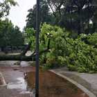 Violento temporale a Foligno: albero cade su auto. Chiuso il parco dei Canapè