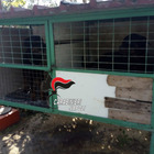 Napoli, scoperto il canile degli orrori: rottweiler nelle gabbie per uccelli