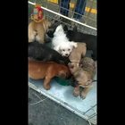 Trasportava 53 cuccioli in gabbia: fermato dalla polizia stradale