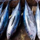 Intossicazione da tonno proveniente dalla Spagna, paura per due coniugi torinesi