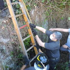 Rocca di Papa, due cinghiali finiscono in un pozzo: recuperati dopo 3 ore dai pompieri