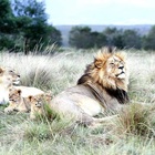 Sudafrica, stop agli allevamenti di leoni destinati alla caccia. Le associazioni: «Passo importante per la conservazione»