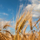 Il grano più diffuso in Italia è modificato geneticamente