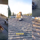 Questo cane si arrampica sul tetto usando la scala a pioli per raggiungere il suo amico umano