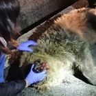 Orsa uccisa da auto a Castel di Sangro: il cucciolo la veglia tutta la notte