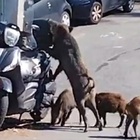 Cinghiali assaltano uno scooter: sella strappata a morsi, terrore nel cuore di Genova
