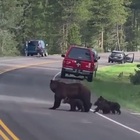 Alessia Marcuzzi posta un video in cui un gruppo di orsi attraversa la strada: «Al parco di Yellowstone tutti si fermano»