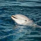 Il delfino Naù è morto: l'addio commovente dell'Acquario di Genova