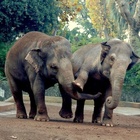 Bali, elefanti ridotti a pelle e ossa incatenati: la scoperta choc al parco