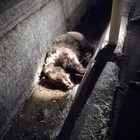Mamma orsa uccisa da un'auto a Castel di Sangro: il suo cucciolo la veglia tutta la notte